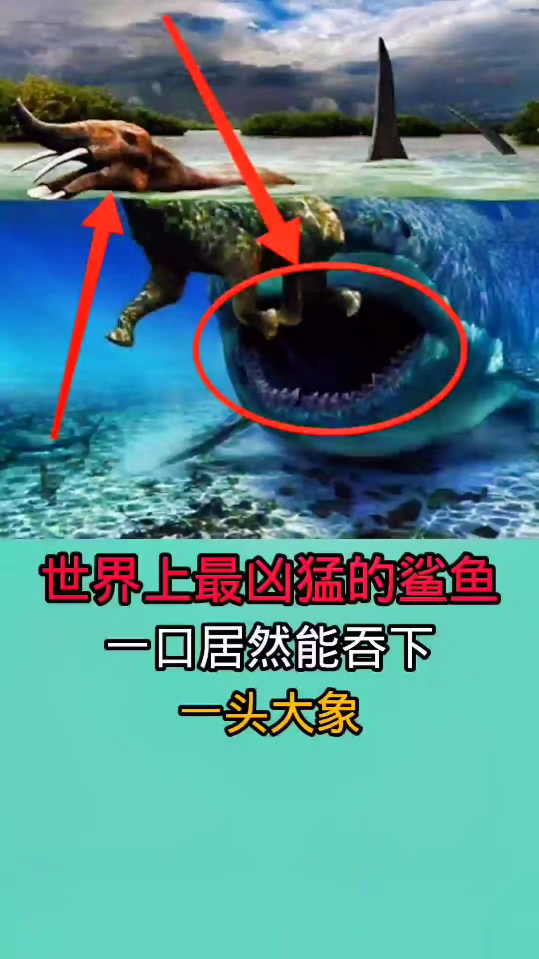 去海里游泳时千万一定要小心!因为以上这些鲨鱼种类十分致命!