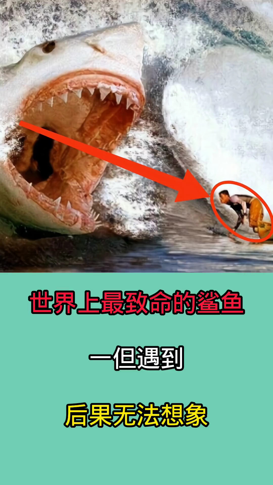 去海里游泳时千万一定要小心这些鲨鱼!一旦被咬到后果不堪设想!