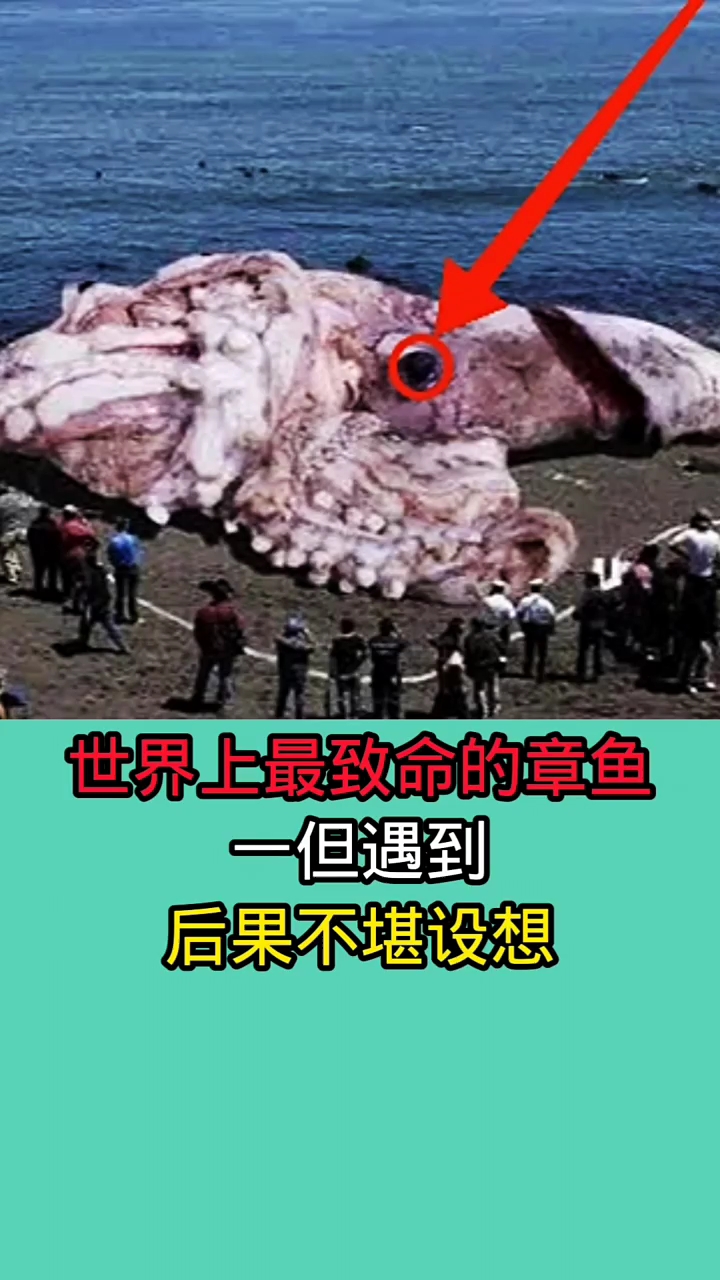 去海里游泳时千万一定要小心这些章鱼种类!因为她们非常致命!