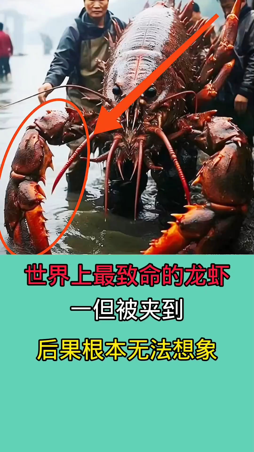 世界上最致命的龙虾!!!!!!