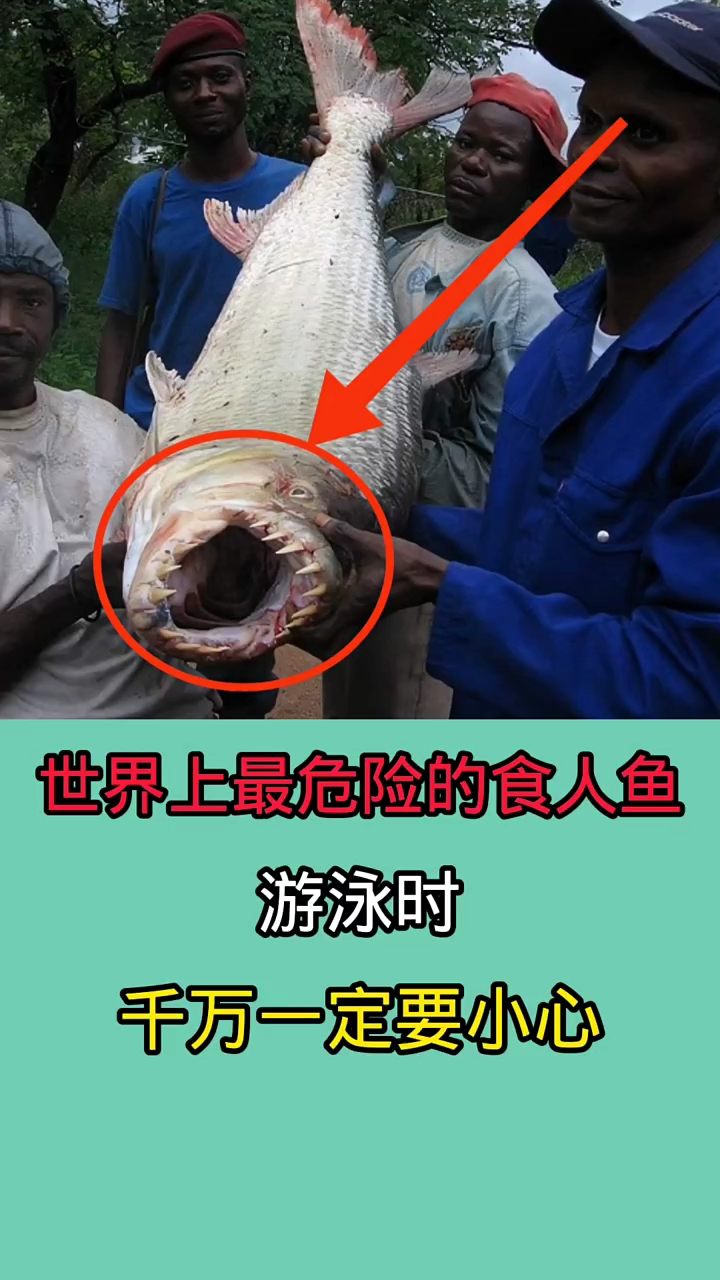 在野外游泳时一但被这些食人鱼咬到!后果无法想象!!!!!!