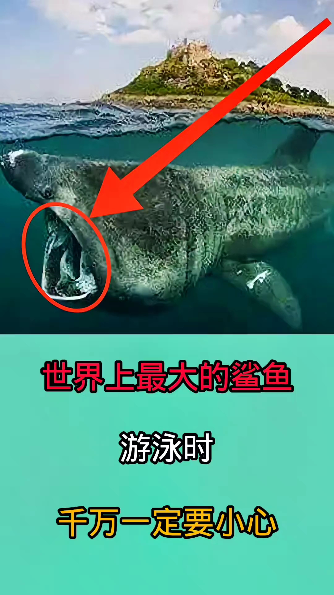 在海里游泳时一旦被这些鲨鱼咬到!后果不堪设想!!!!!!