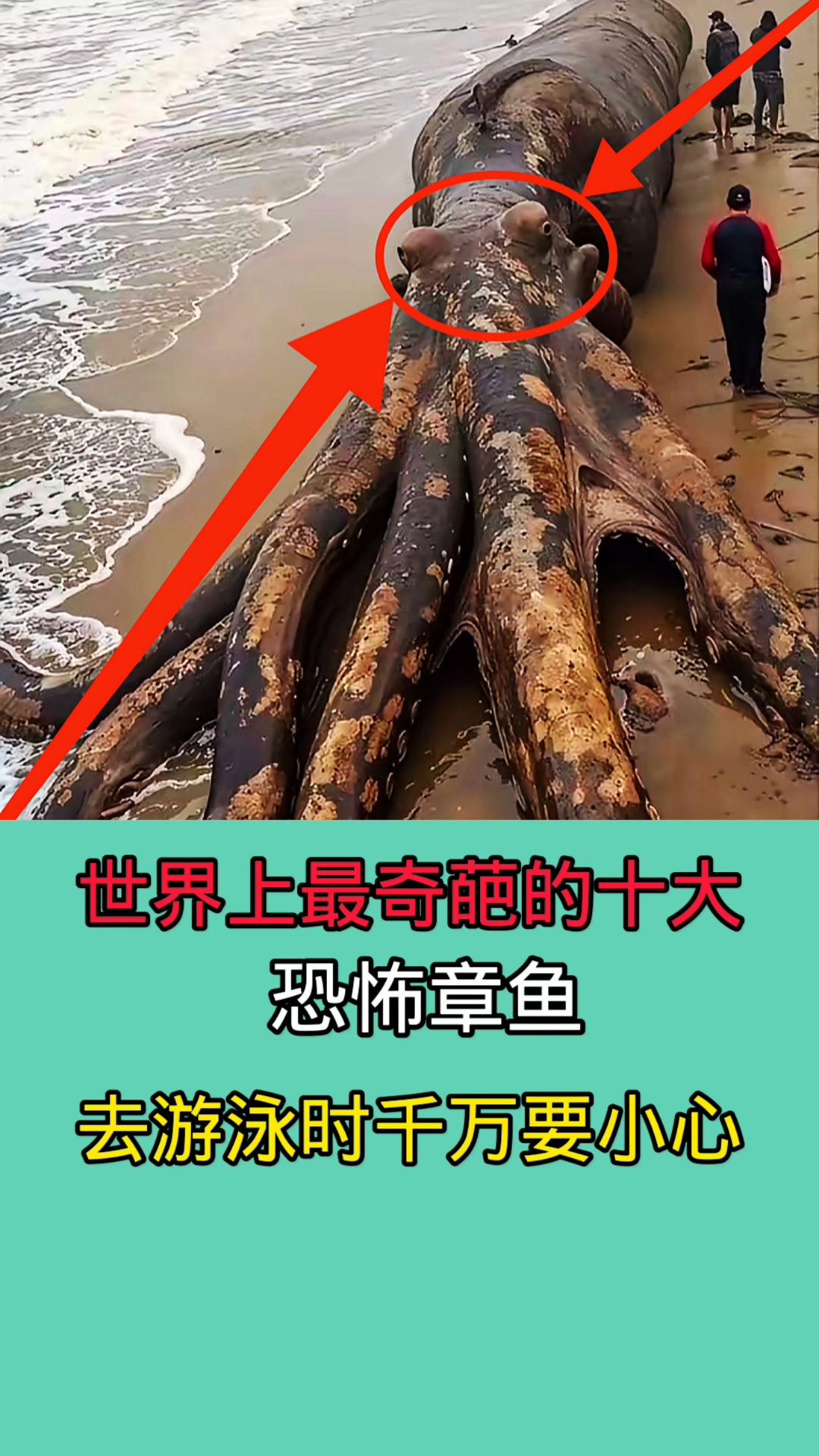 这些章鱼全部在海里面都能遇到!个个超级奇葩!尤其是最后三种!