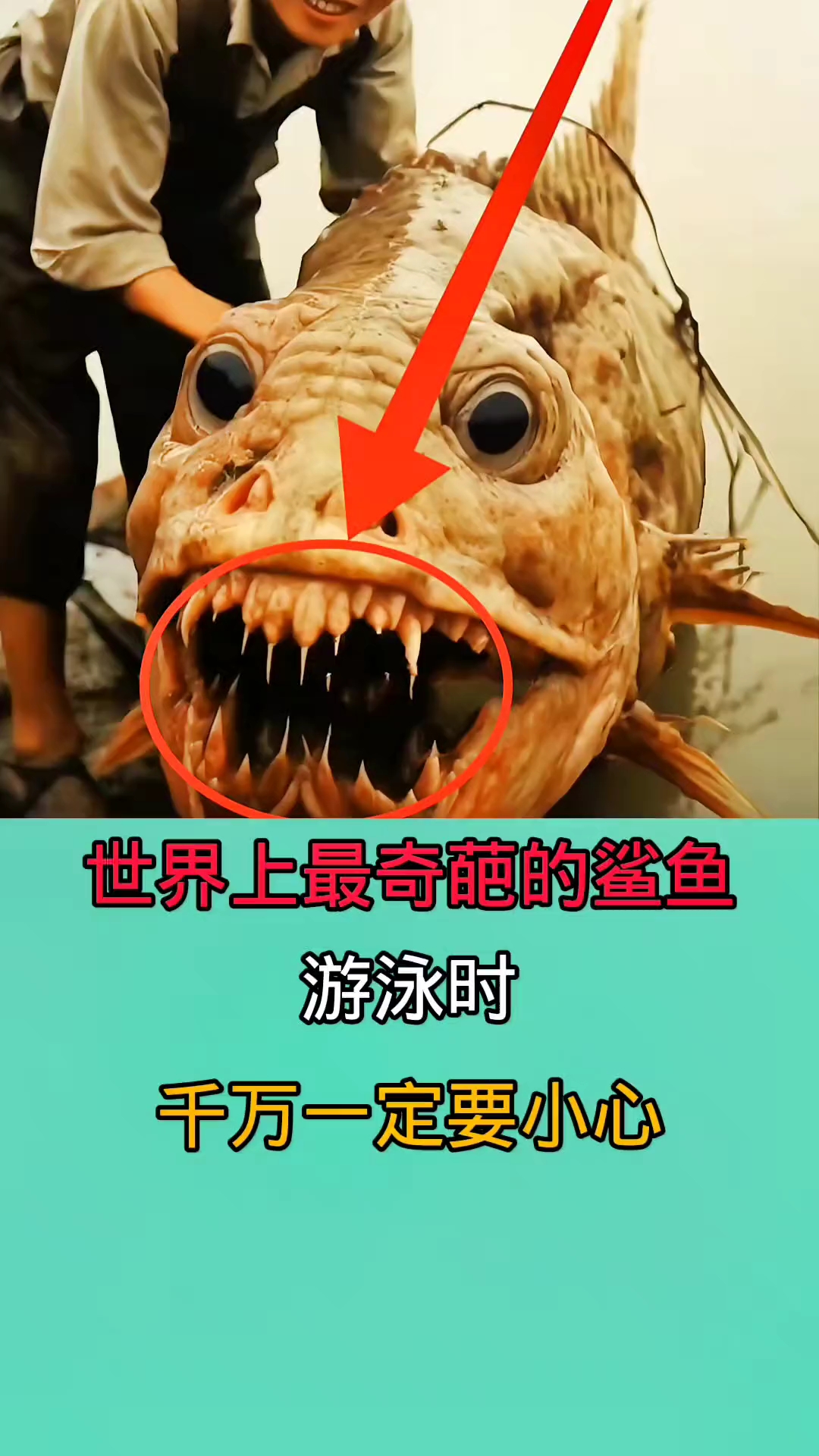 去海里游泳时一旦遇到这些鲨鱼!你肯定会被吓一跳!!!!!!