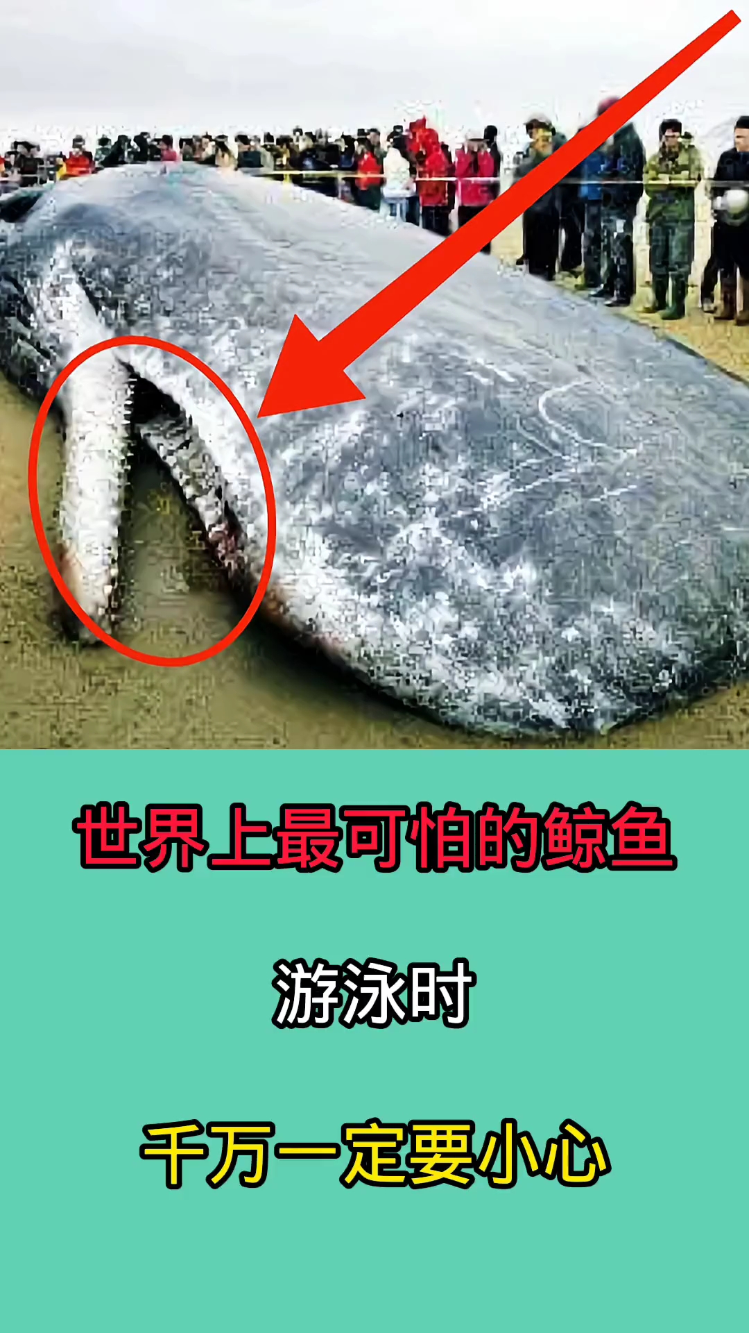 在海里游泳时千万一定要小心这些鲸鱼!因为他们非常可怕!!!