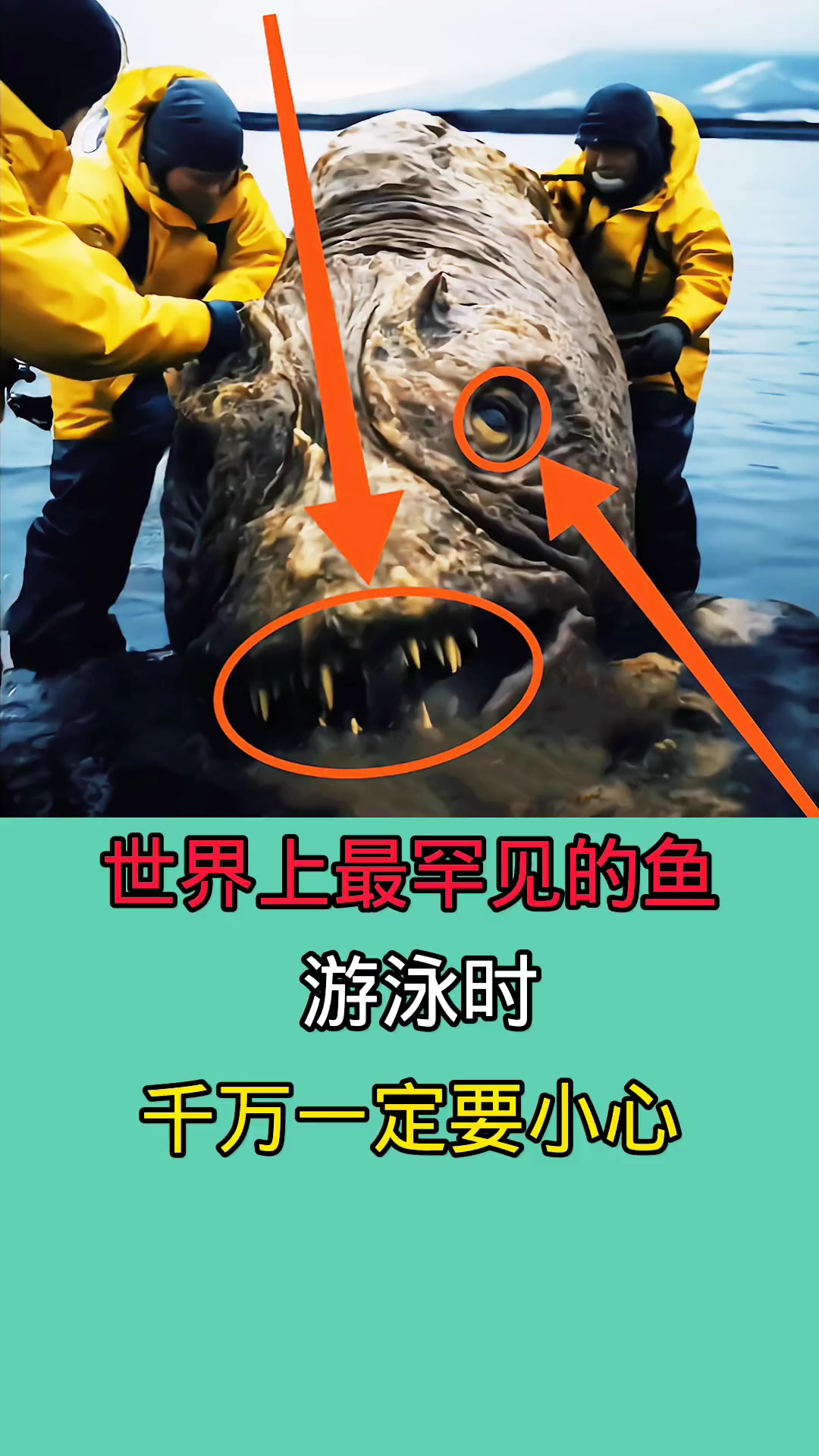 世界上最罕见的奇葩鱼!!!!!!