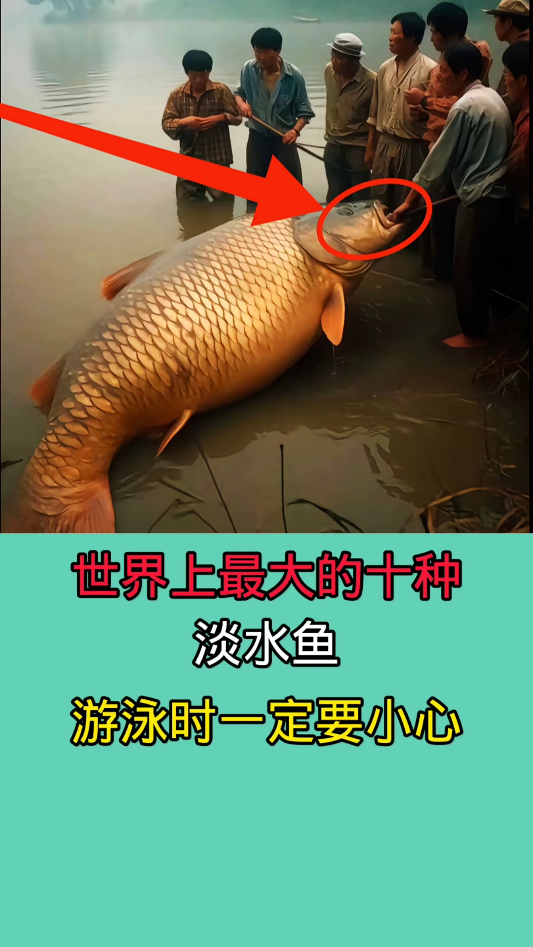 以上这些巨型鱼全部都在淡水里生活!有的鱼类甚至能一口把人吞掉