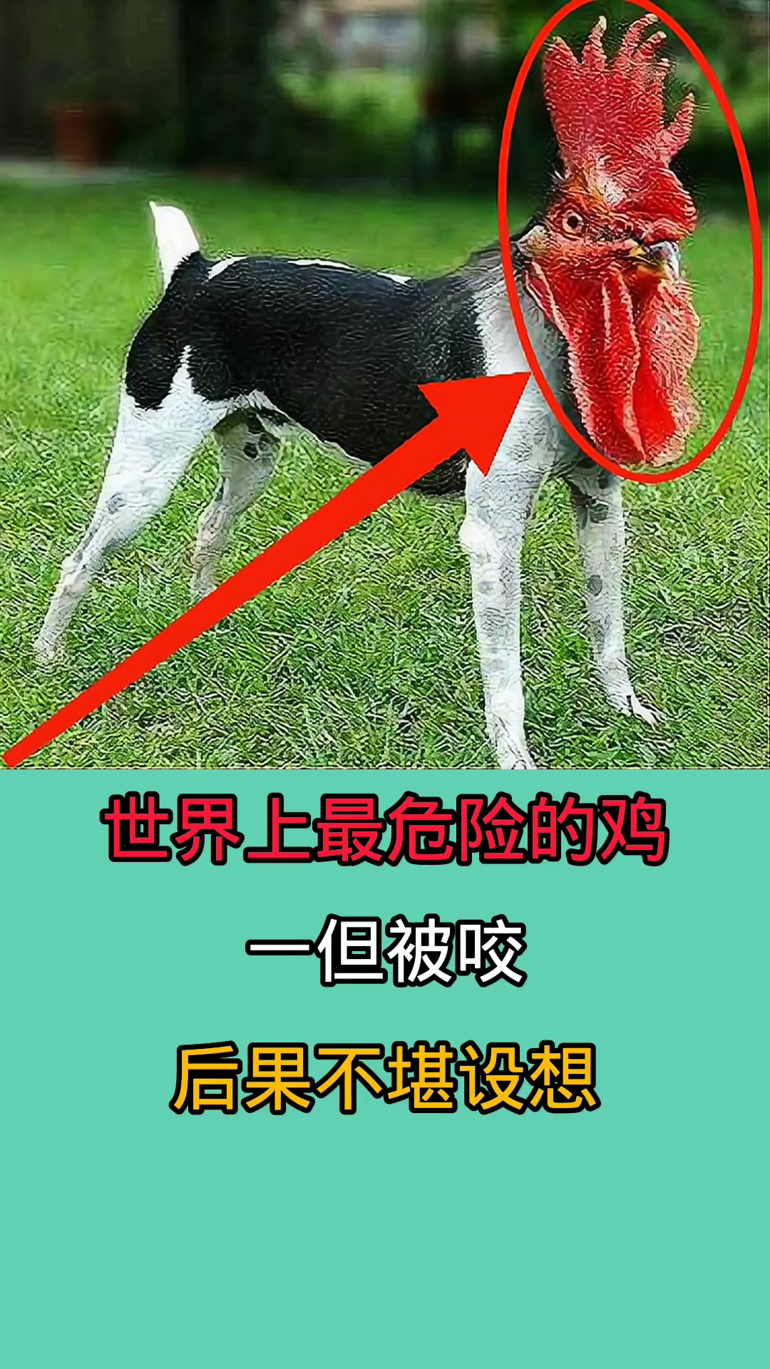 在野外时一旦被这些鸡咬到!后果不堪设想!因为他们十分凶猛!