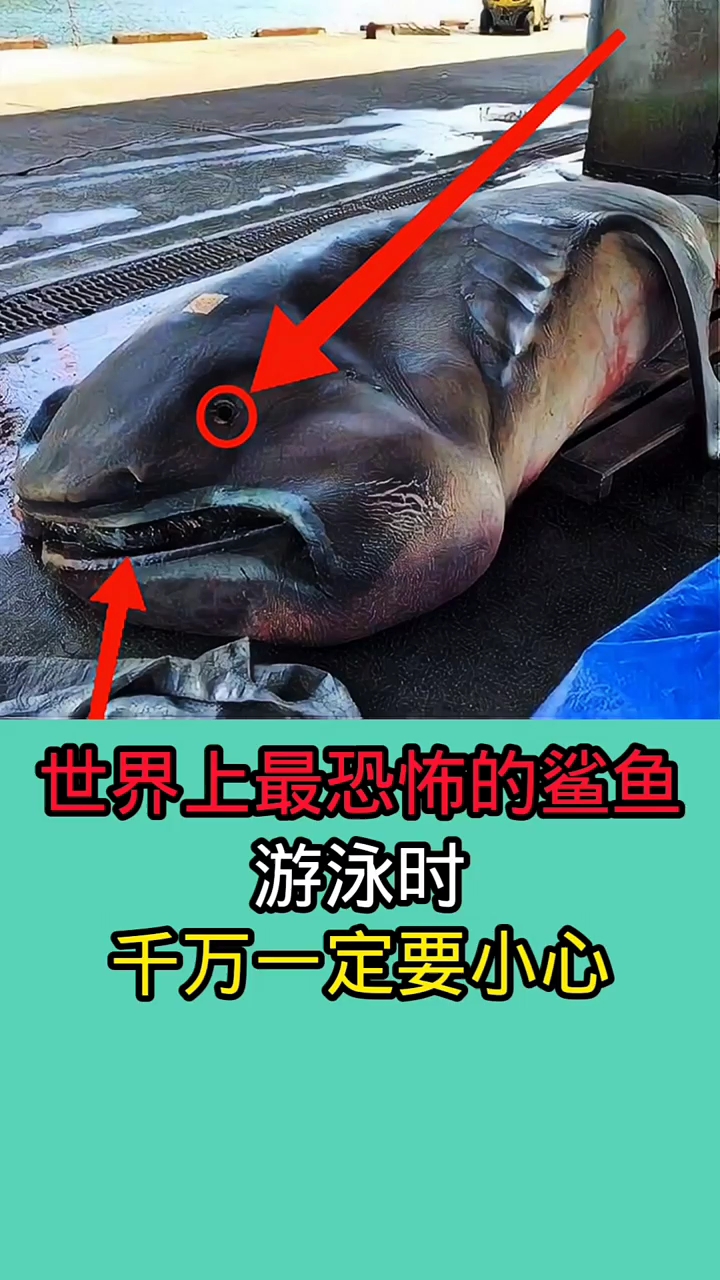 在海里游泳时一但碰到这些鲨鱼!后果无法想象!!!!!!