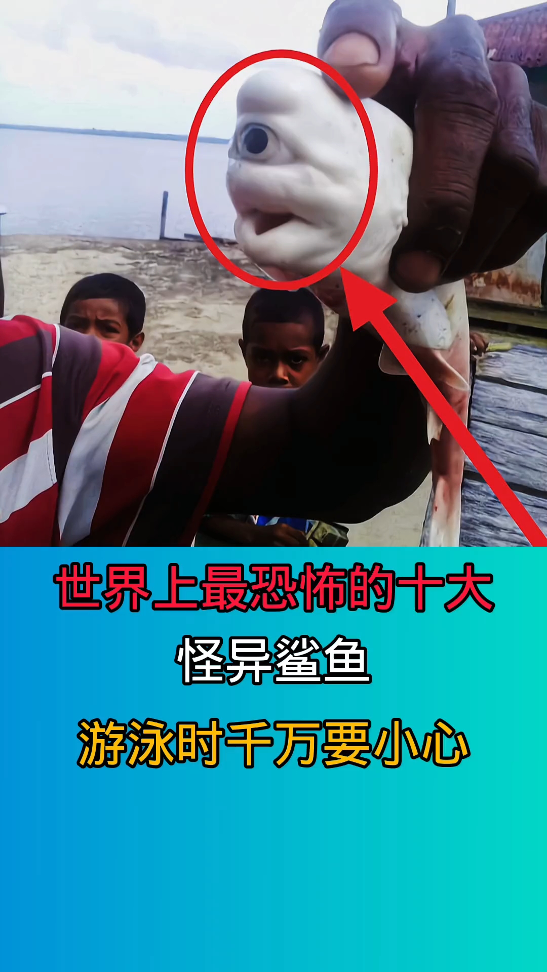 去海里游泳时一旦被这些鲨鱼咬到!后果不堪设想!!!!!!