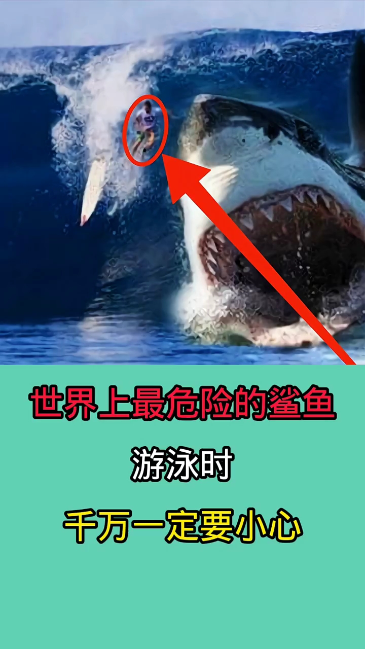 去海里游泳时一但不小心被这些鲨鱼咬到!后果不堪设想!!!