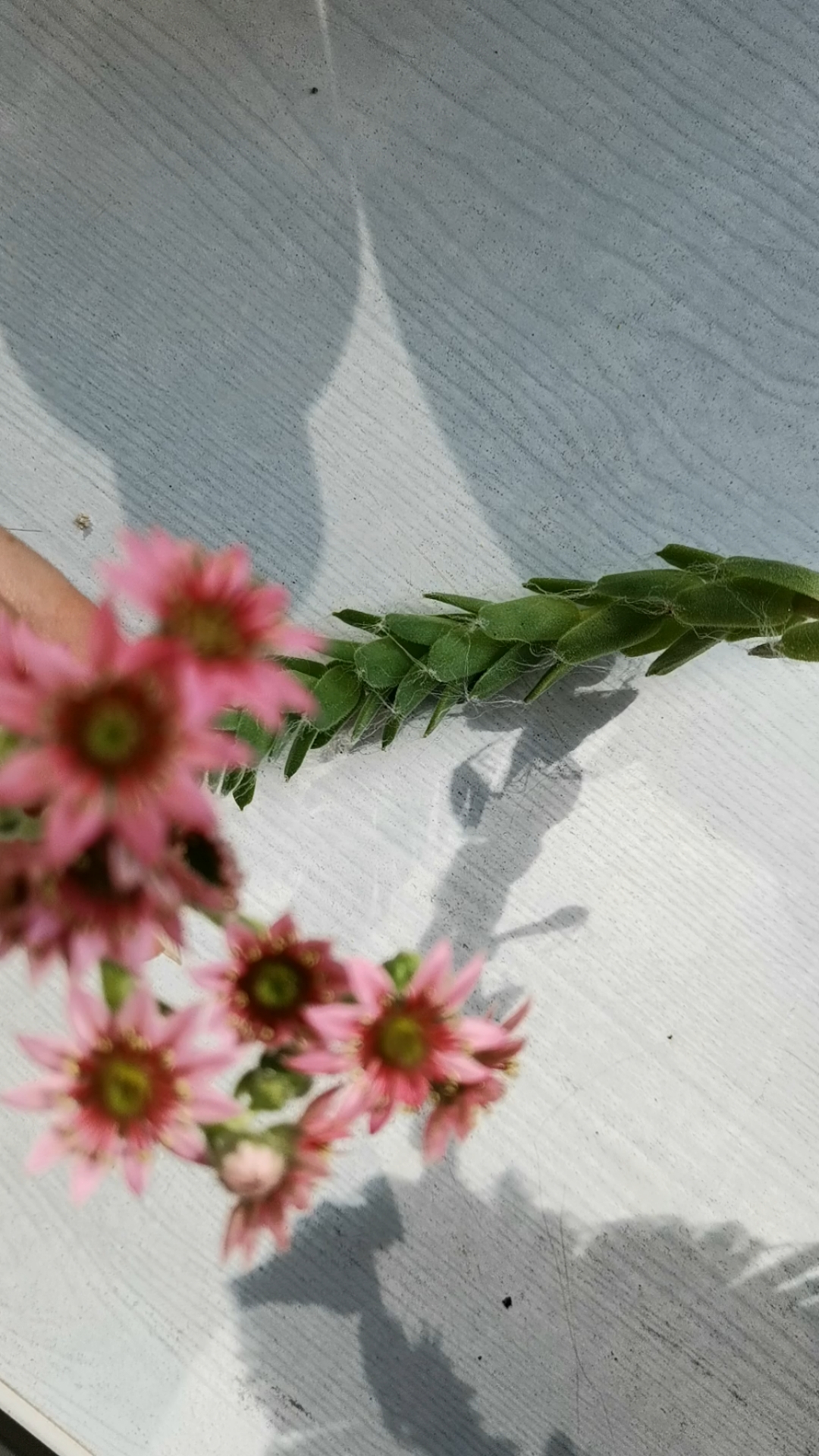 开花很美的蛛丝卷绢