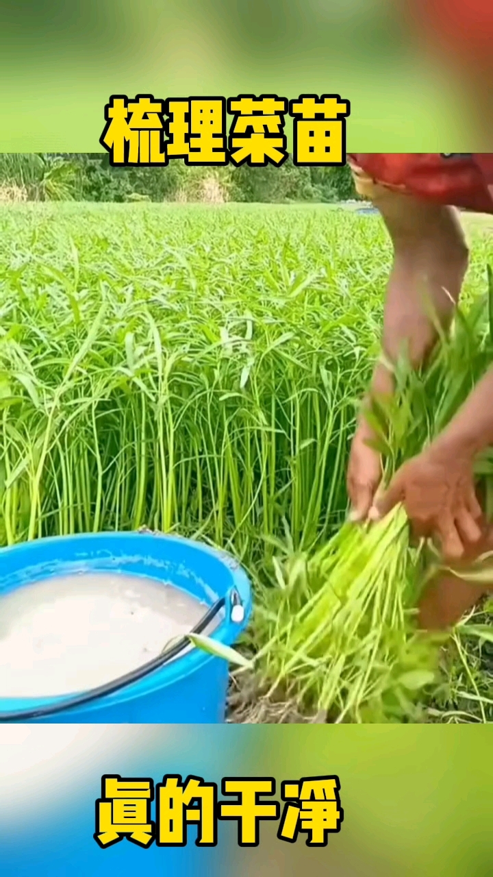 你们快看看,这菜苗可真干净。
