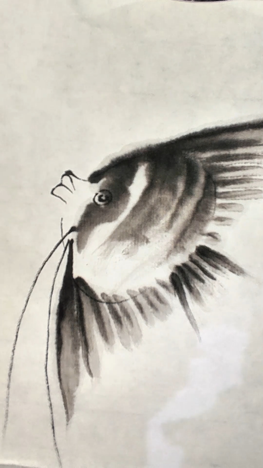 今天学画神仙鱼,一起学画画吧!