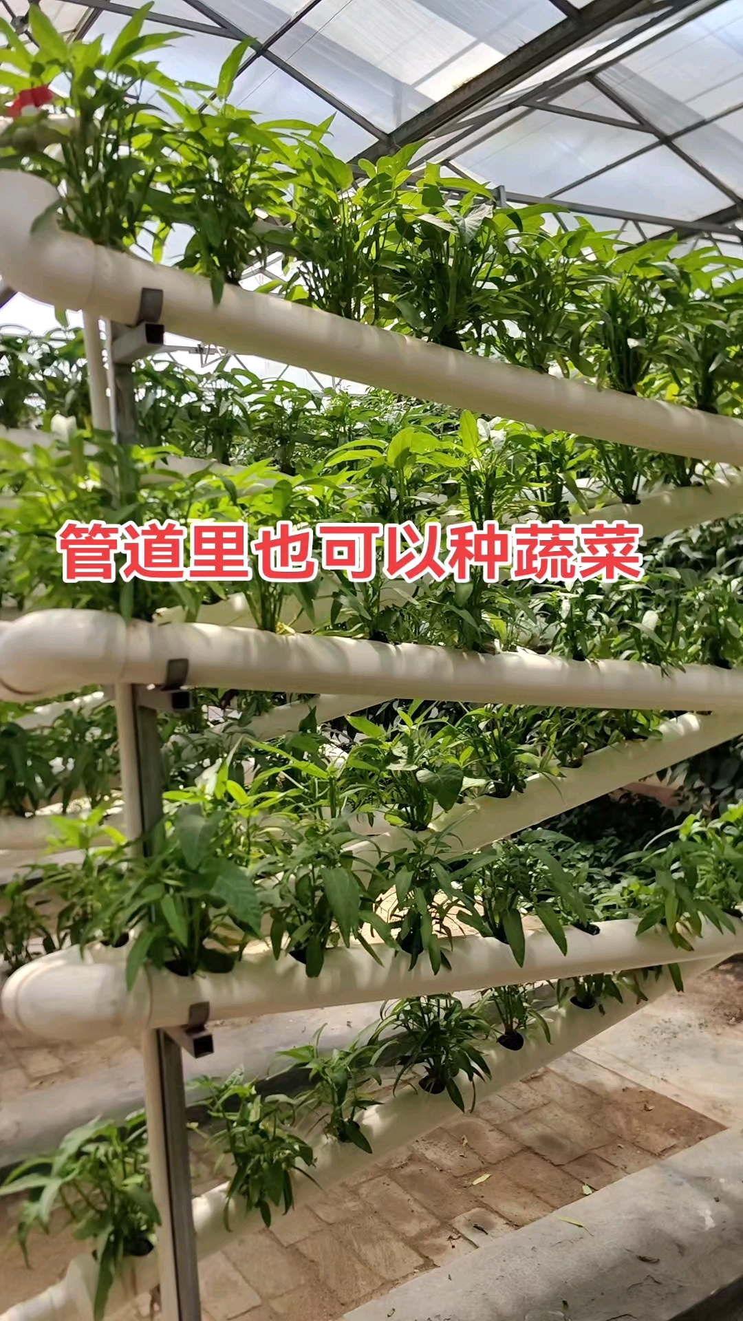 倾斜式管道栽培！#立体栽培#无土栽培#立体种植#智能温室