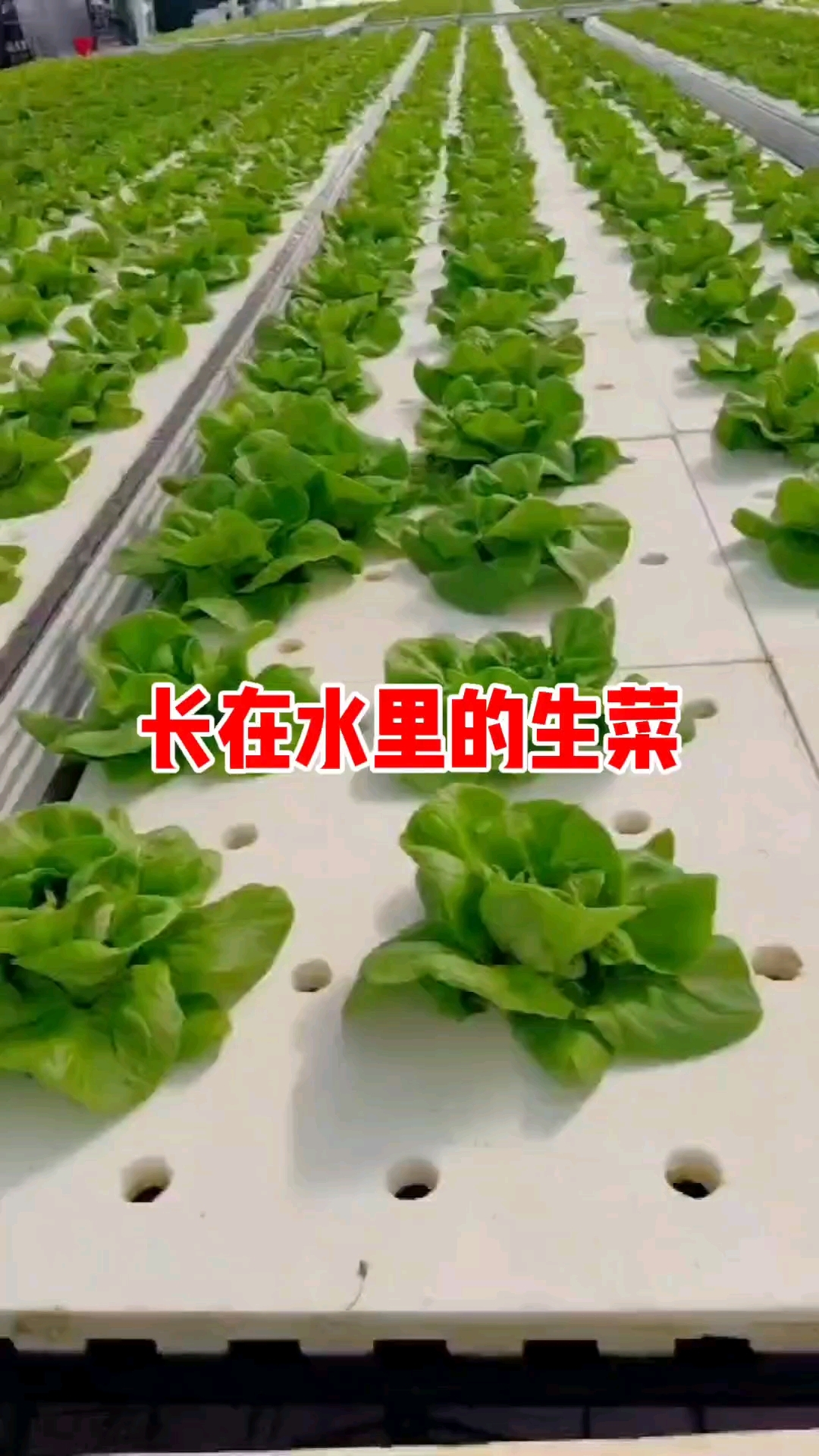 水培蔬菜,水培生菜,其实我们吃的蔬菜好多都是长在水里面的。