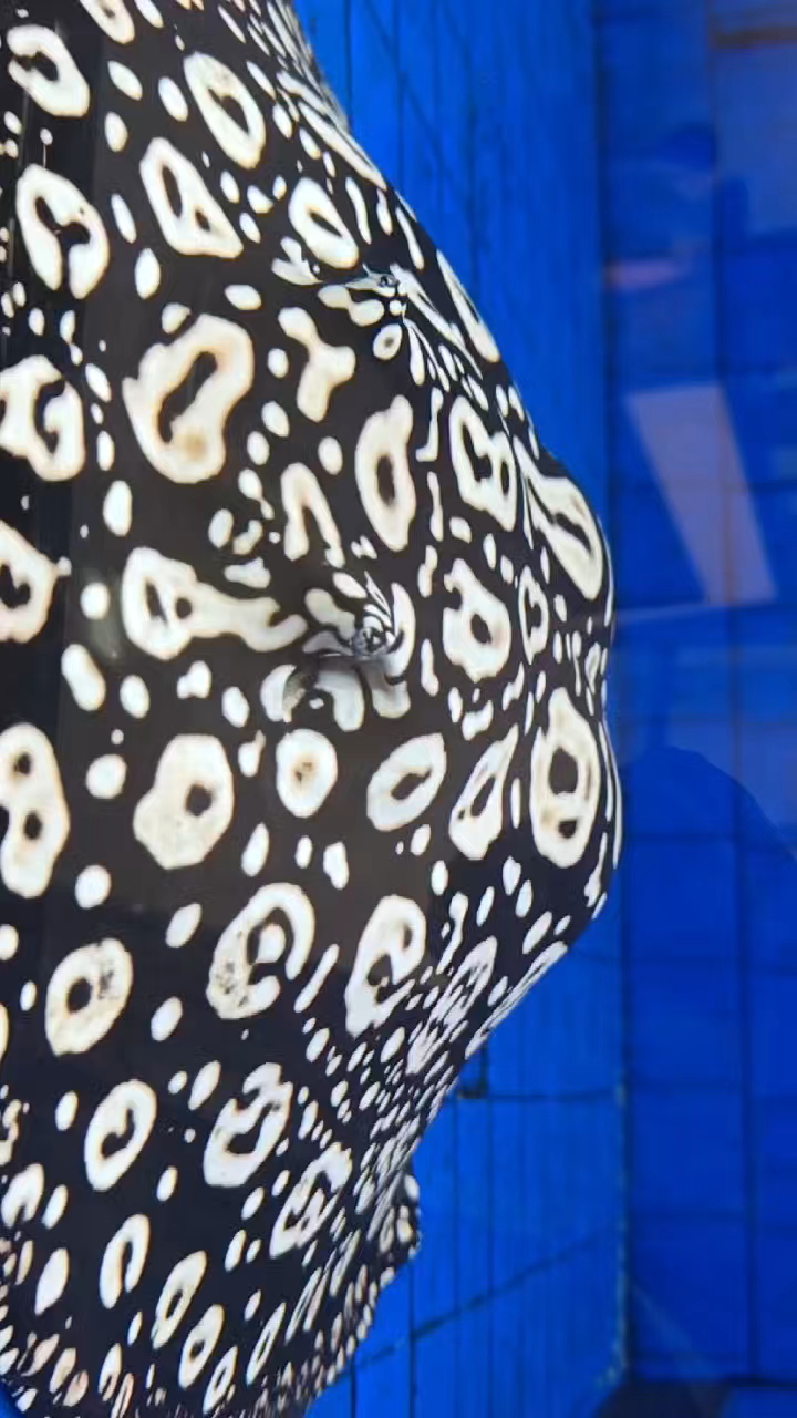 #黑白魟鱼跃水间#,帝王之名非虚传。南美河流育珍奇,#亚马逊