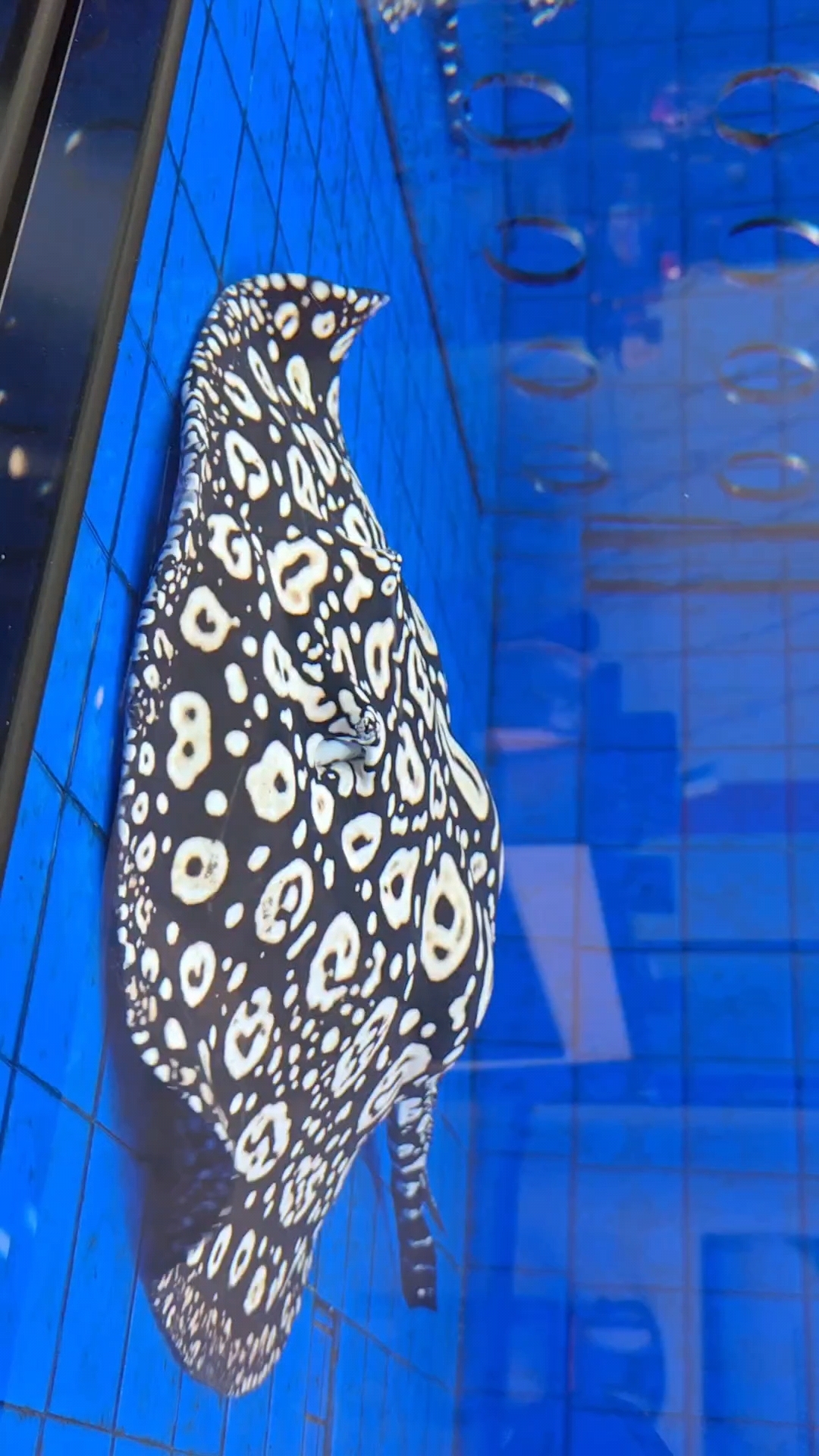 #黑白魟鱼水中游#,帝王风范显尊荣。南美河流是其家,亚马逊畔