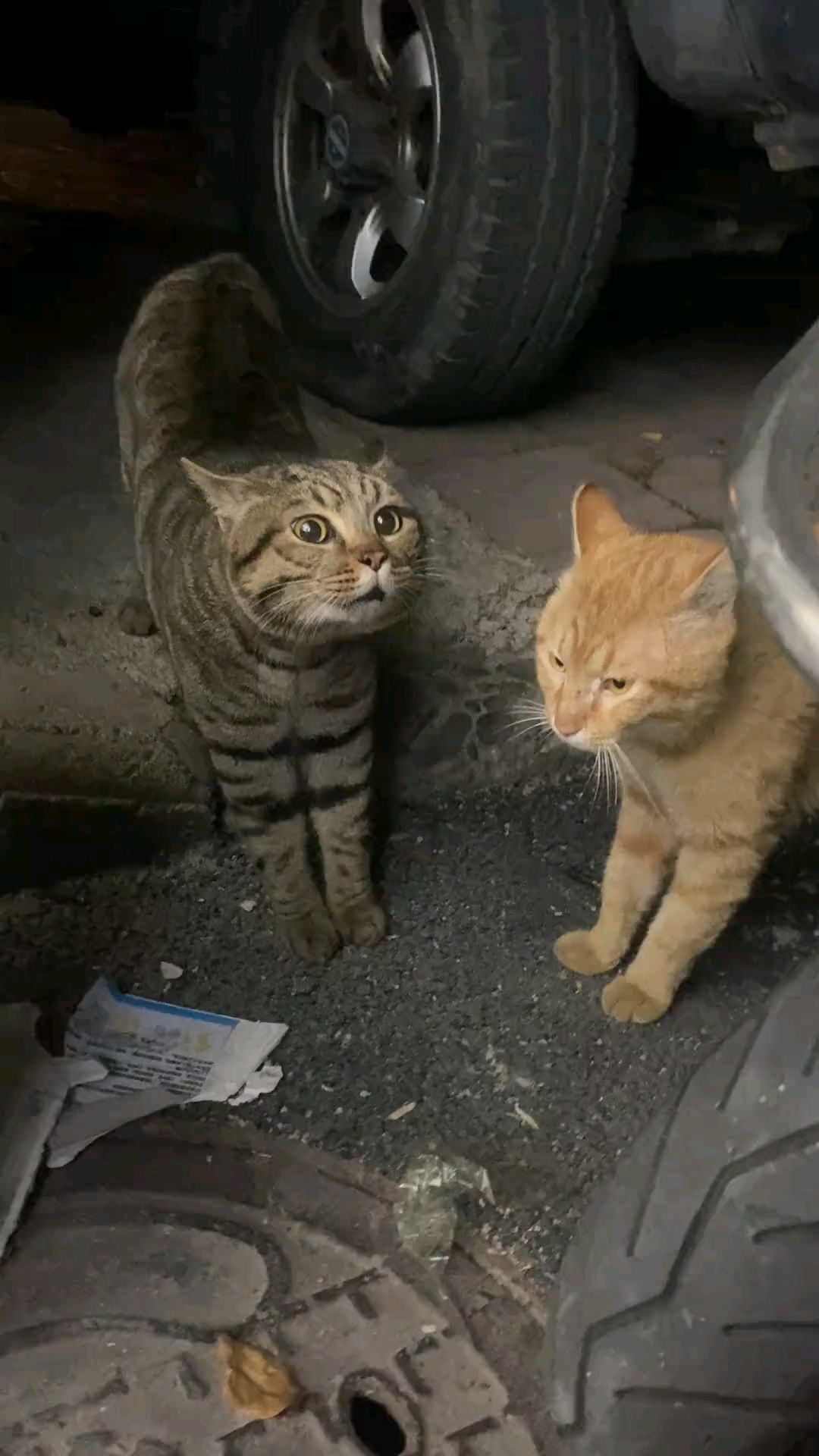 猫咪打架，表情太萌了