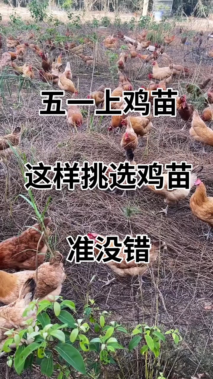 分享视频