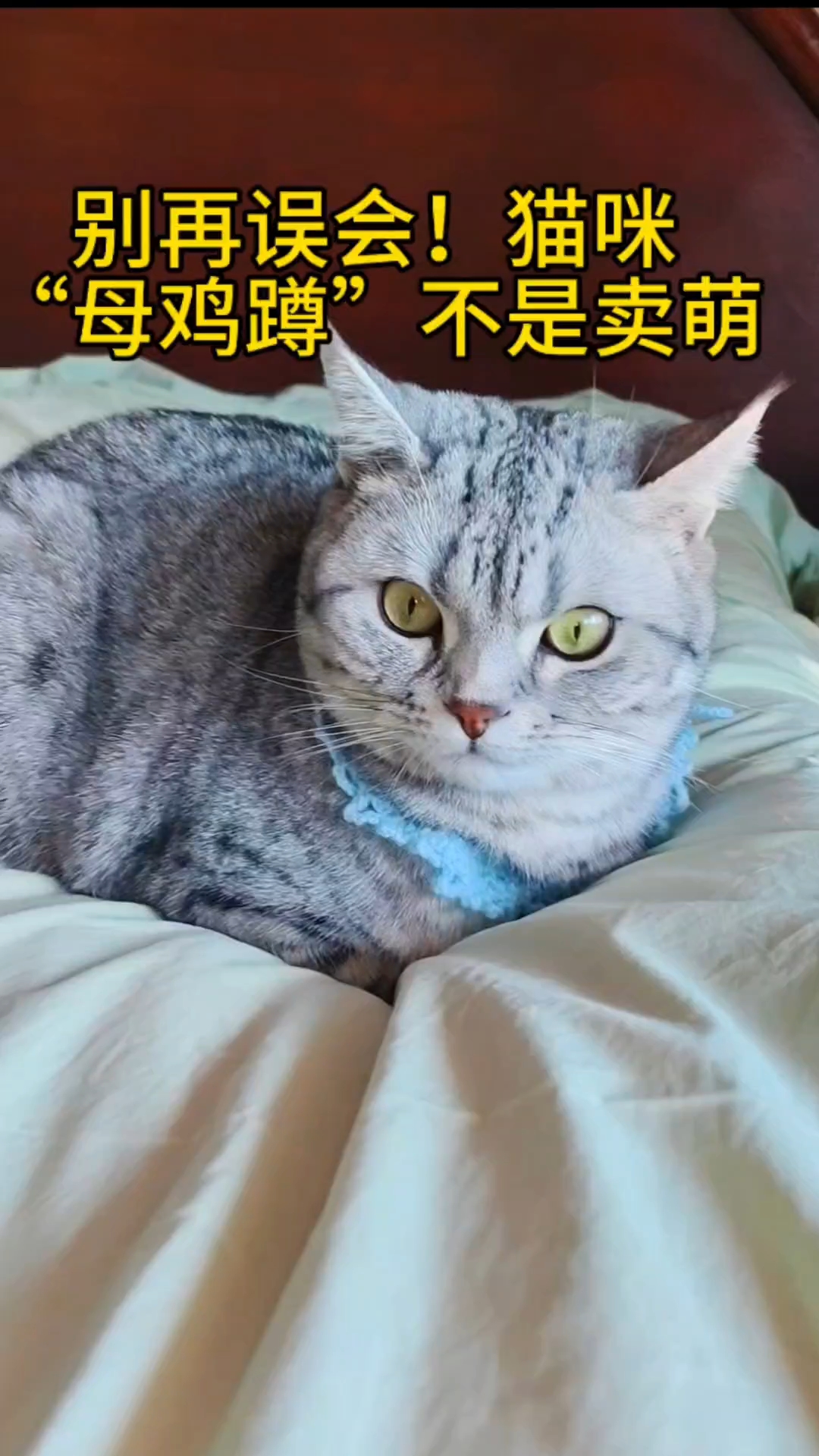 别再误会!猫咪“母鸡蹲”不是卖萌 