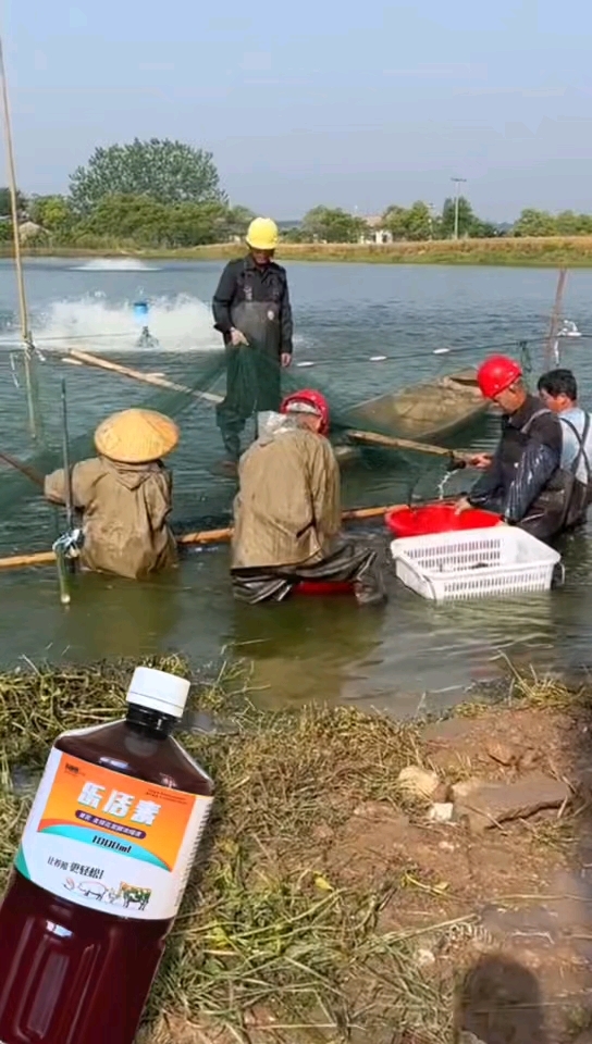 淡海水加州鲈怎么养才能让鲈鱼长得快以及鲈鱼养殖方法与注意事项