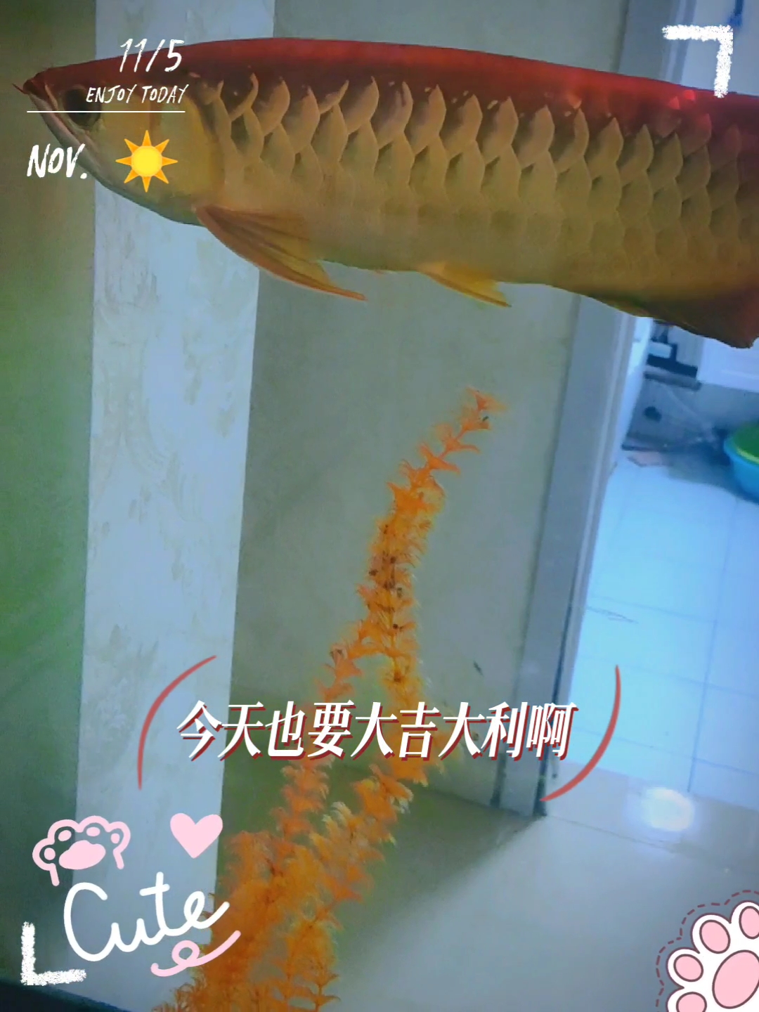 今天也要大吉大利哦