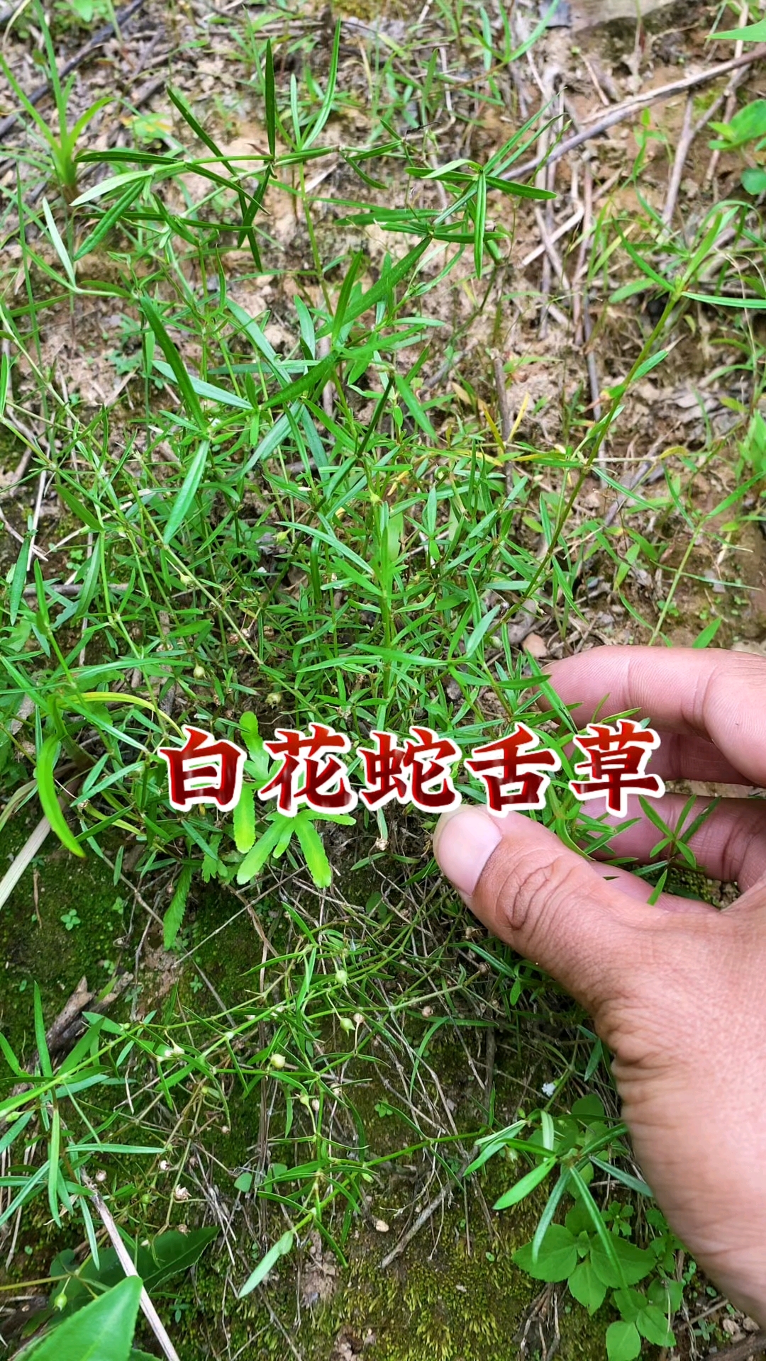 这个不起眼的小植物就是白花蛇舌草,你知道它有什么用处吗?
