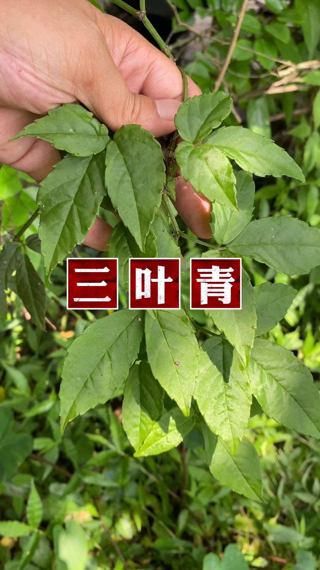 三叶青也叫金线吊葫芦,石老鼠等,你们知道它有什么用处吗?