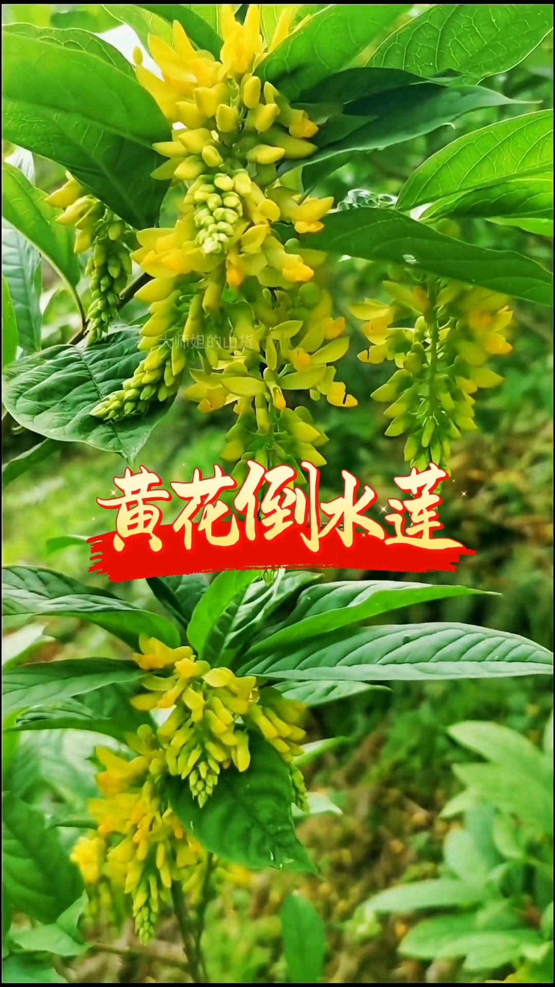 黄花倒水莲大家认识吗？
