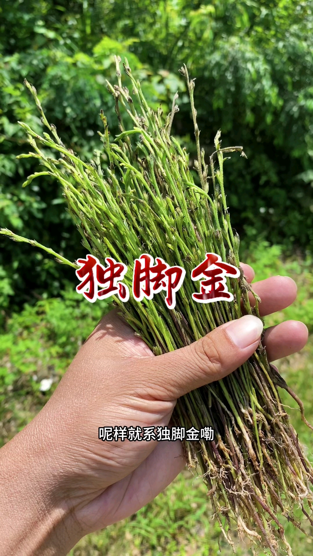 独脚金也叫疳积草,爱饭草,大家认识吗?