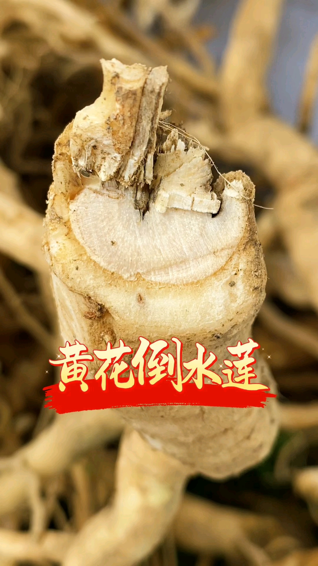 黄花倒水莲煲汤清甜美味,你有试过吗?