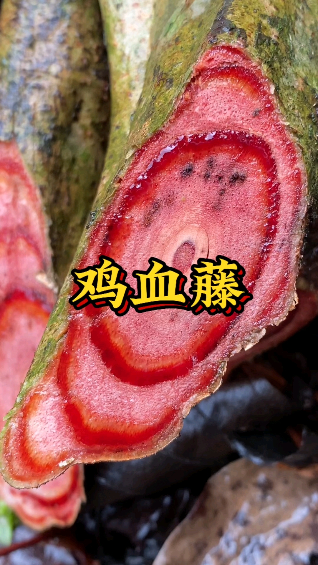 野外采收的鸡血藤,你们喜欢吗?