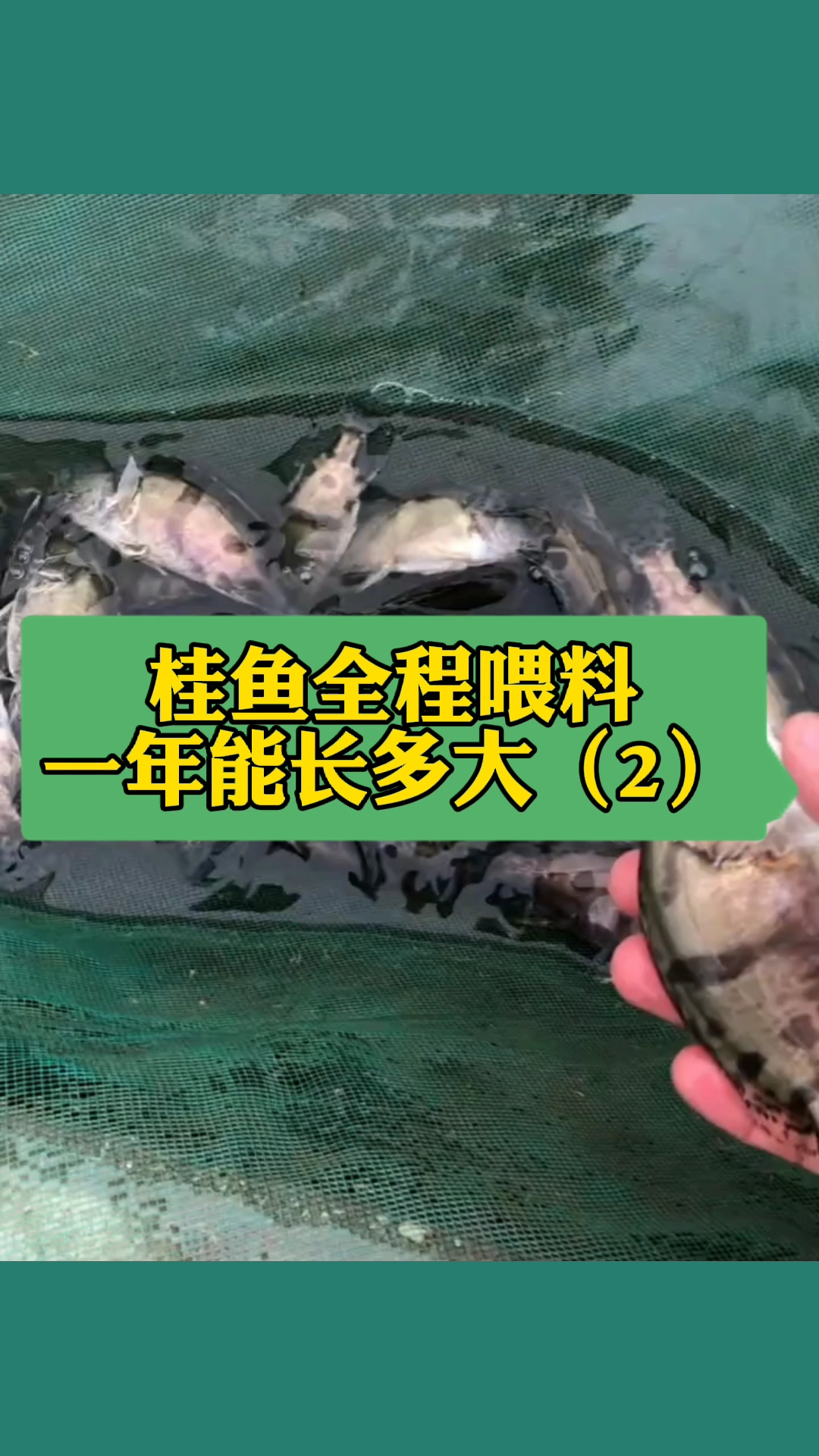 桂鱼全程喂料一年能长多大!