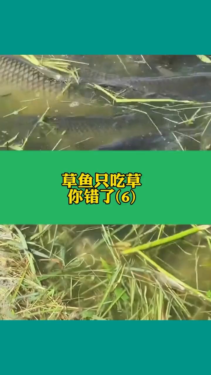 草鱼只吃草,你错了?