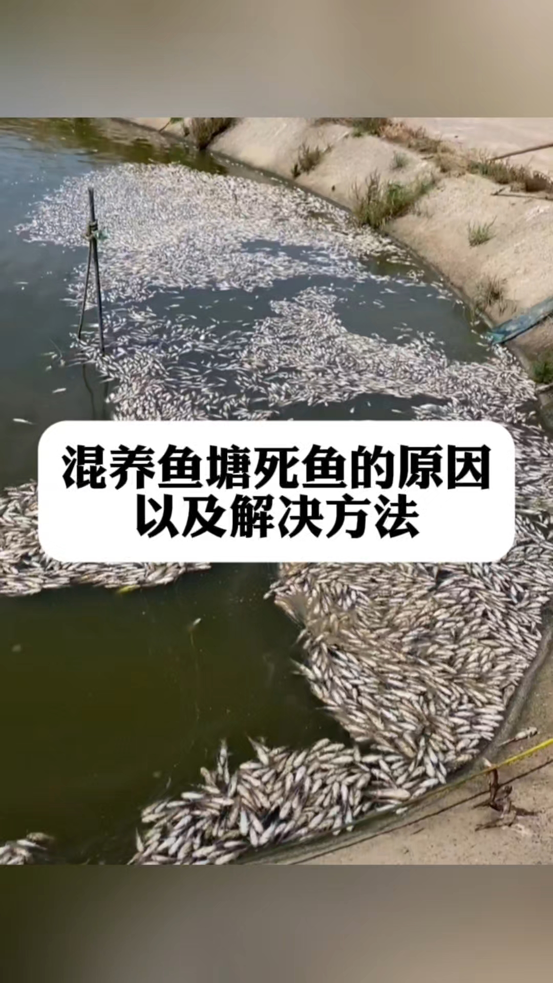 混养鱼塘死鱼的原因以及解决方法