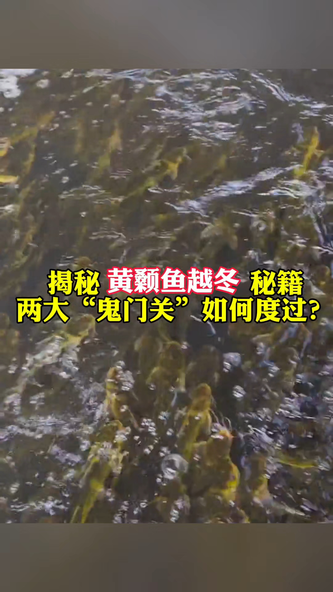 黄颡鱼如何越冬?