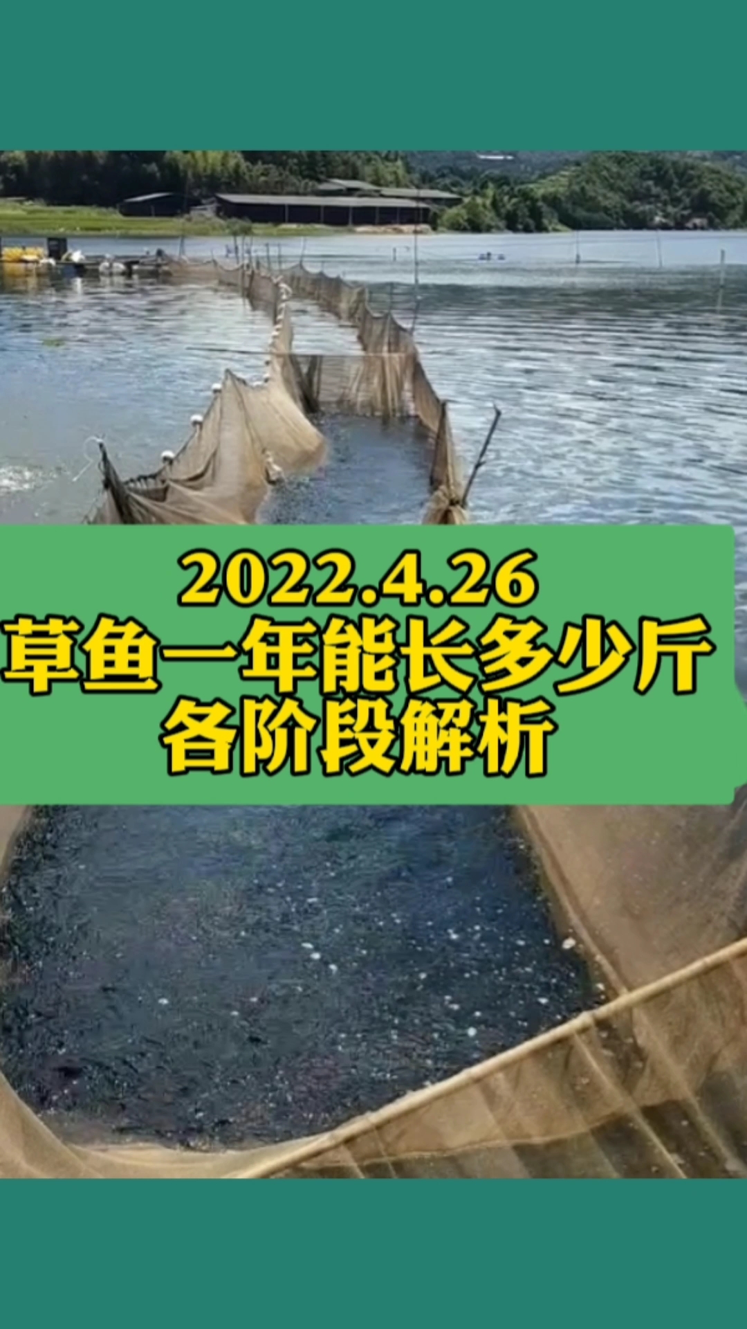 草鱼一年能长多少斤?各阶段解析