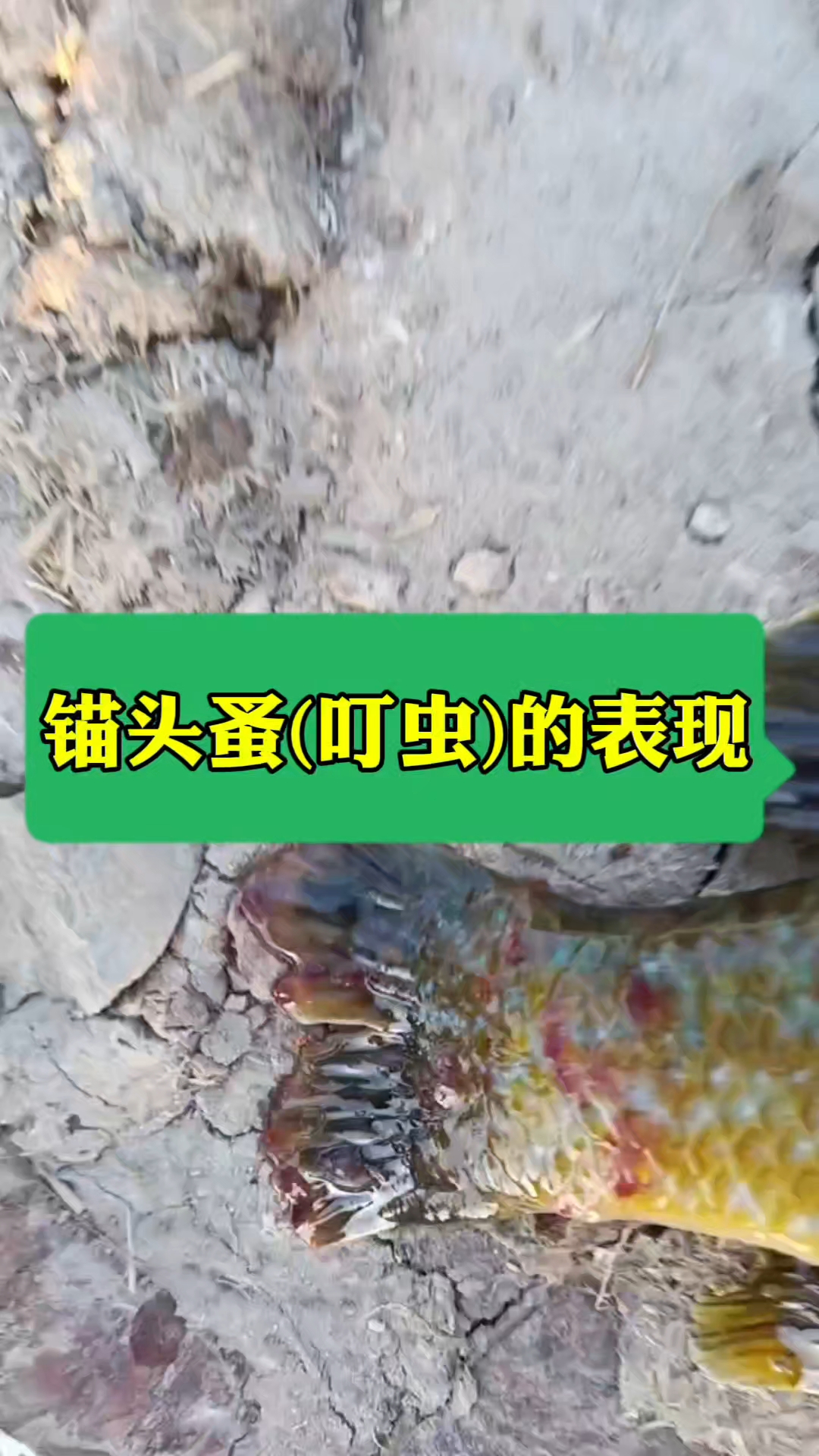 鱼锚头蚤(叮虫)的表现