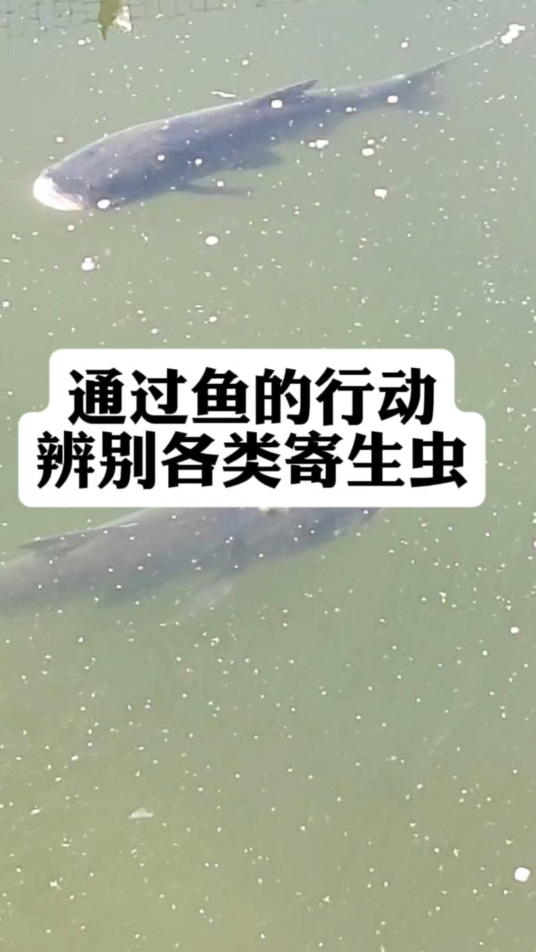 如何通过鱼的行动辨别各类寄生虫？