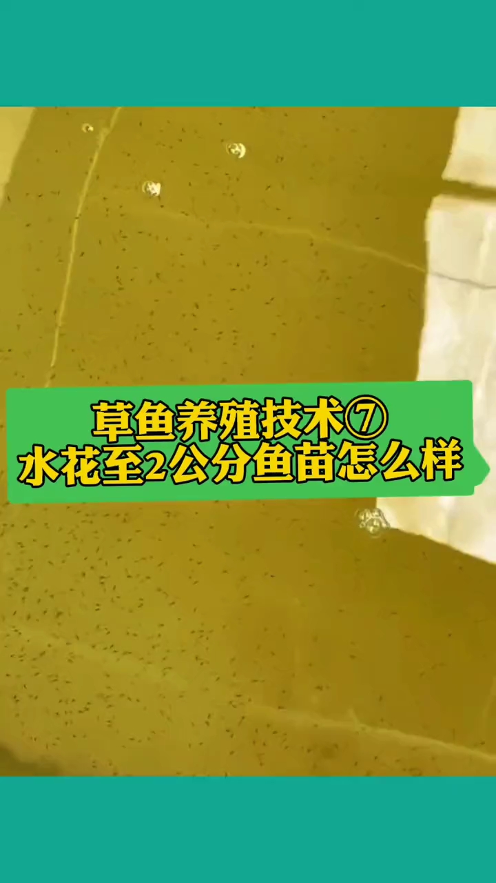 草鱼水花至2cm鱼苗怎么饲养?