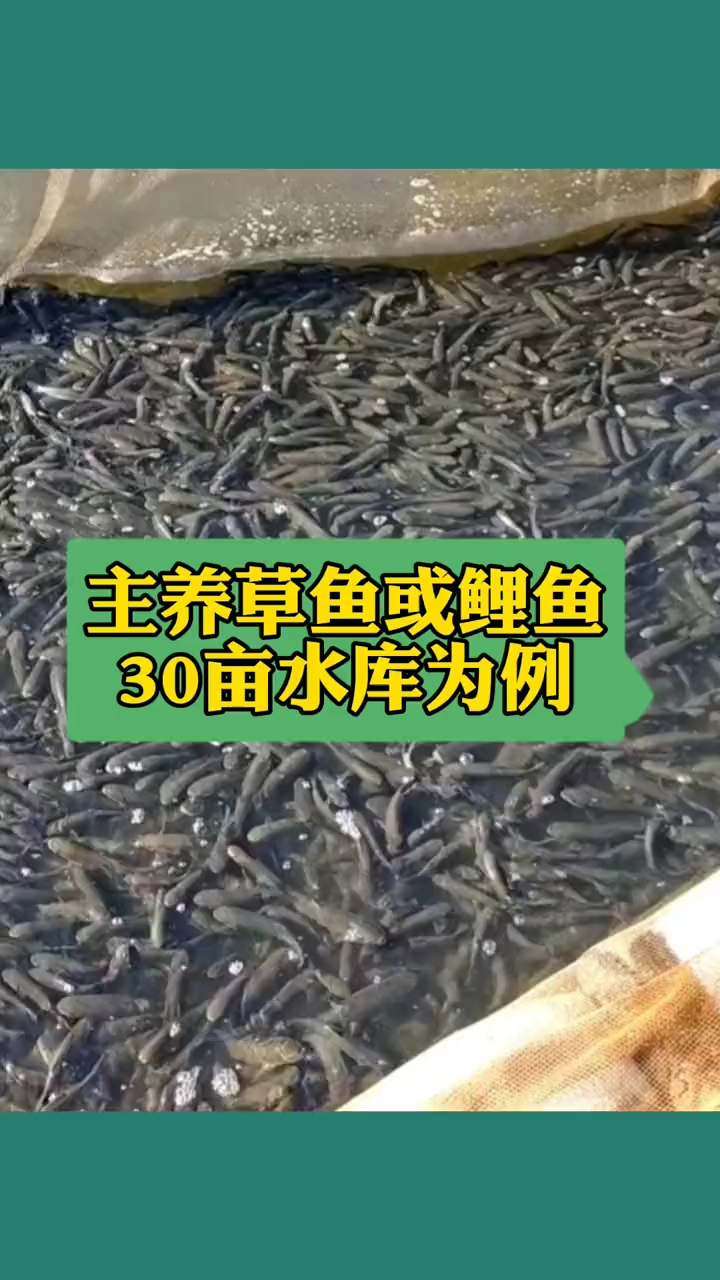 主养草鱼或鲤鱼该如何进行套养?