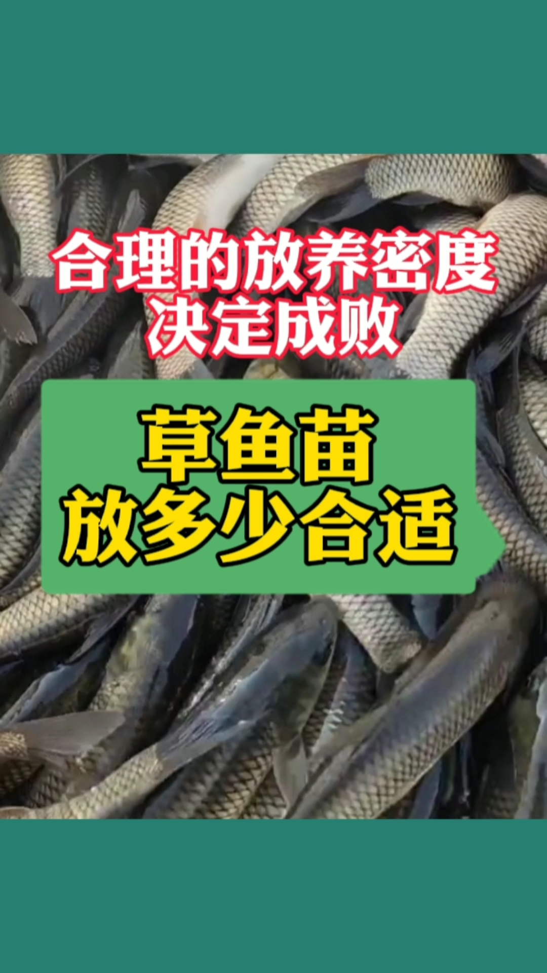 草鱼苗放多少尾合适