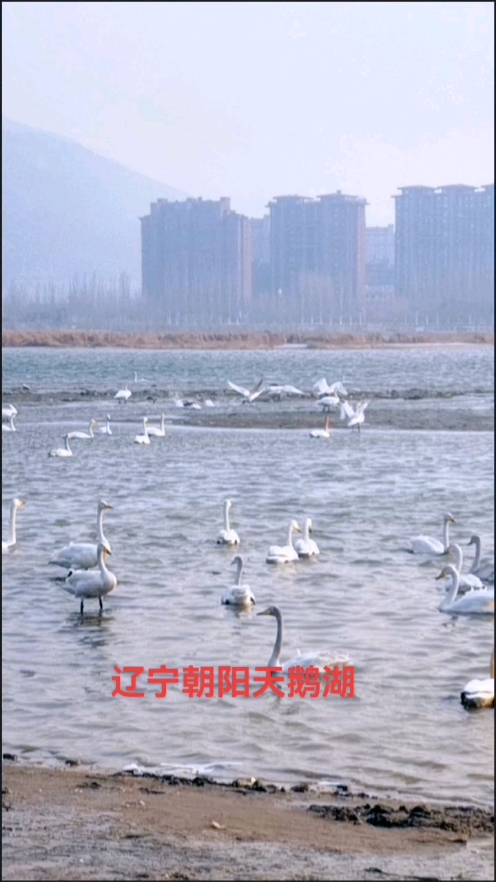 #城市风景一角 辽宁朝阳天鹅湖,天鹅飞翔!姿态万千!
