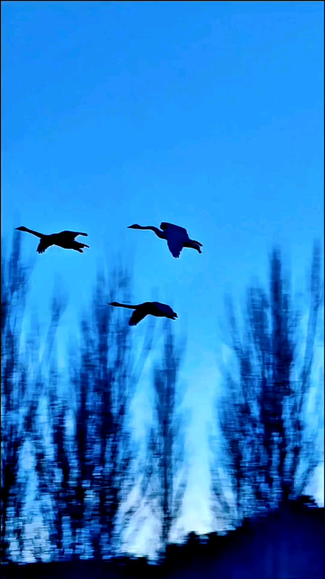 #自由飞翔 辽宁北票天鹅湾.天空蓝蓝!天鹅飞翔!