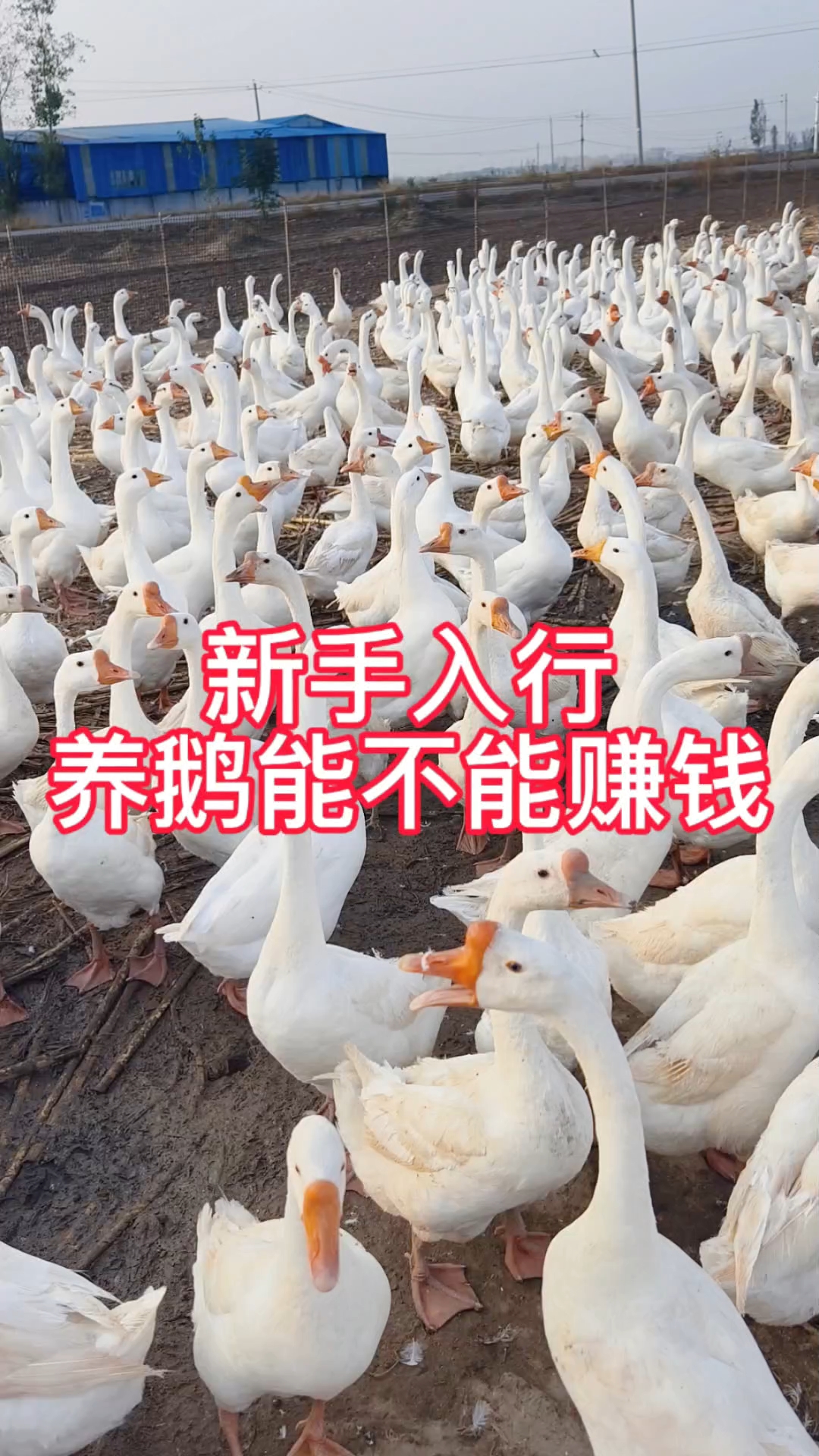 你养我收没有后顾之忧