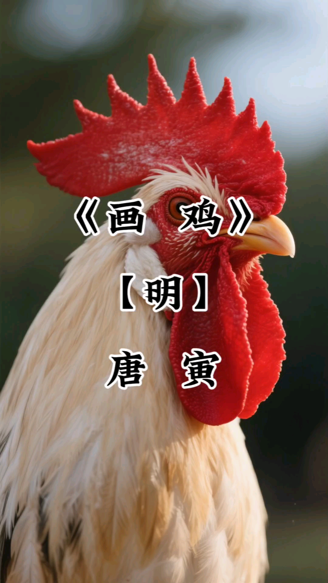 画鸡