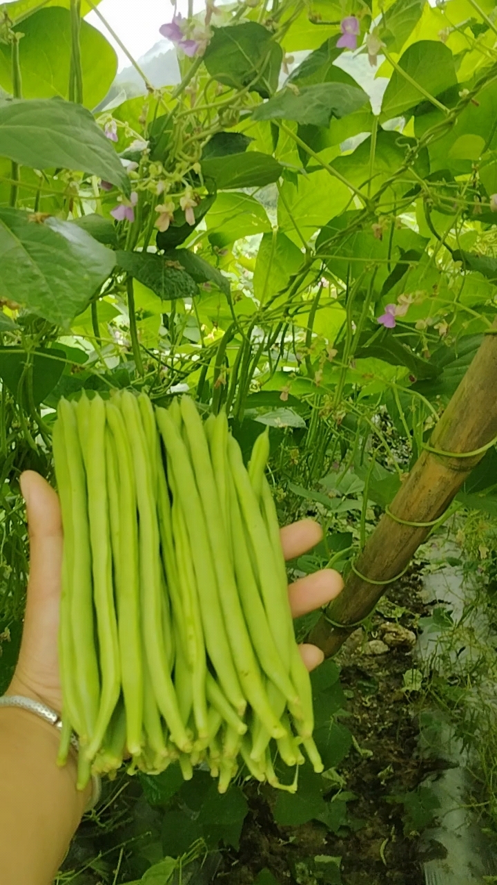 云南露天种植豆角,纯天然,高品质,蛋白质高,有机蔬菜,