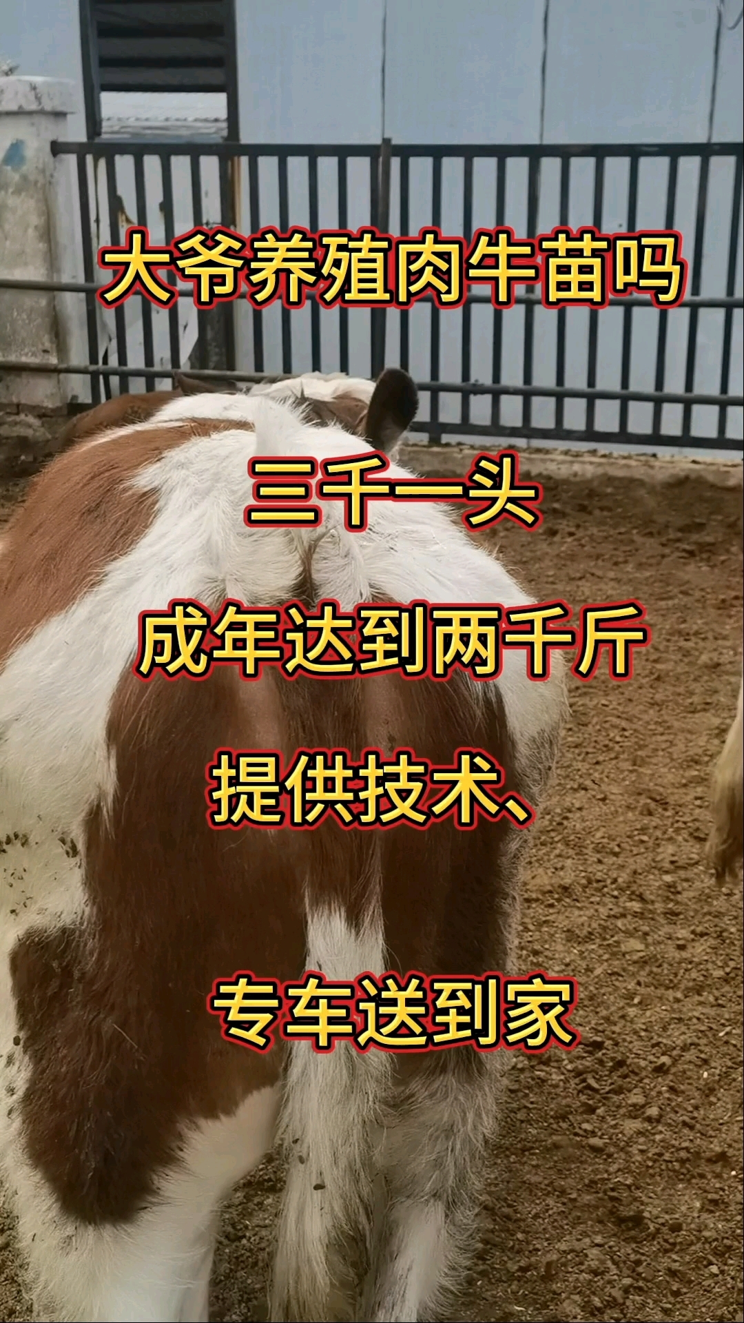 肉牛养殖基地