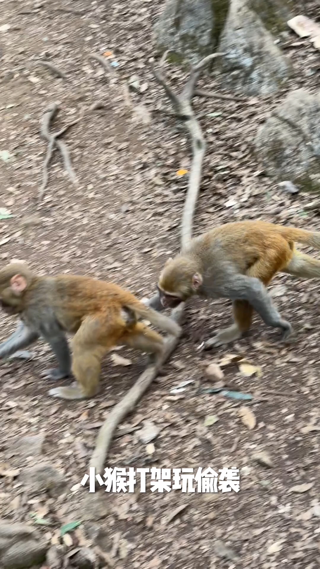 小猴打架玩偷袭